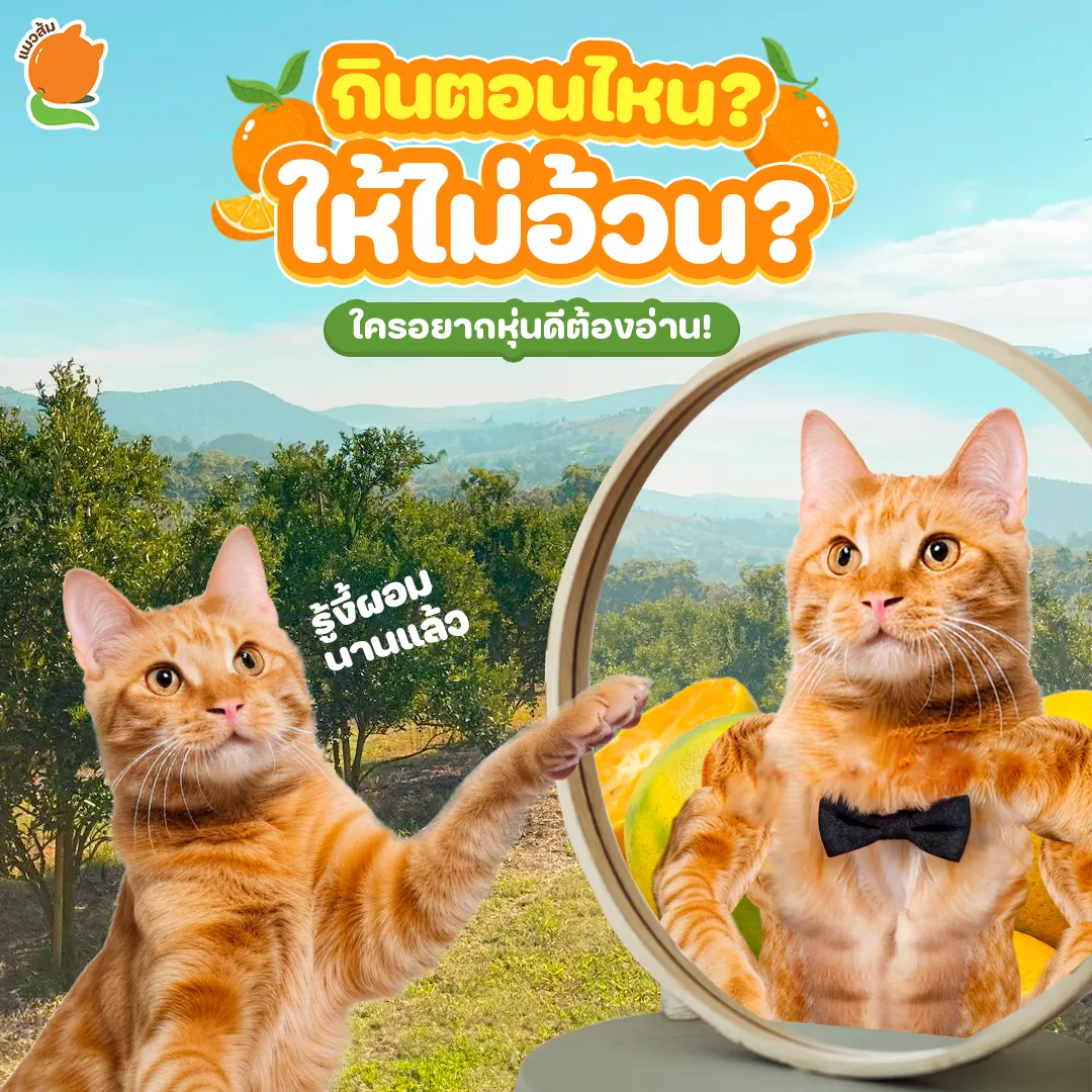 งานของ Maew-Som